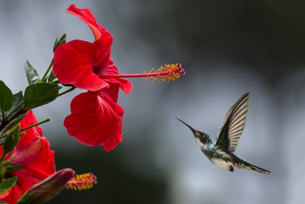 A hummingbird hovers gracefully near a blooming red hibiscus, showcasing natures delicate beauty.