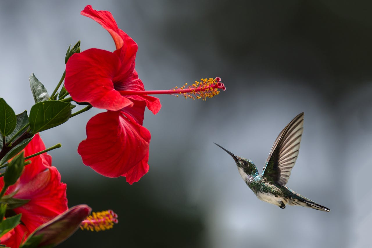 A hummingbird hovers gracefully near a blooming red hibiscus, showcasing natures delicate beauty.