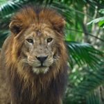 Close-up of a regal lion with a majestic mane amidst lush jungle greenery.